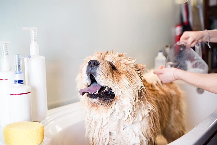 Bathing and Grooming